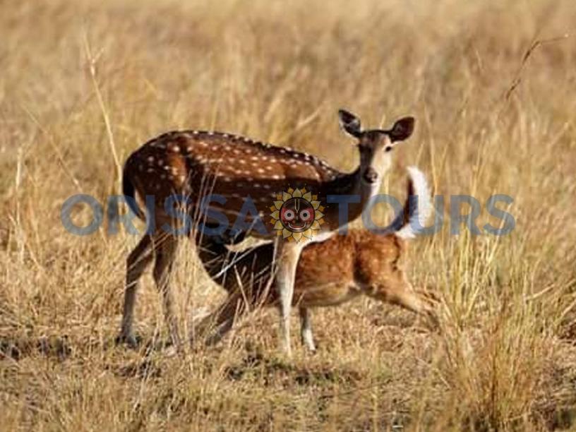 Ambapani Wildlife Sanctuary