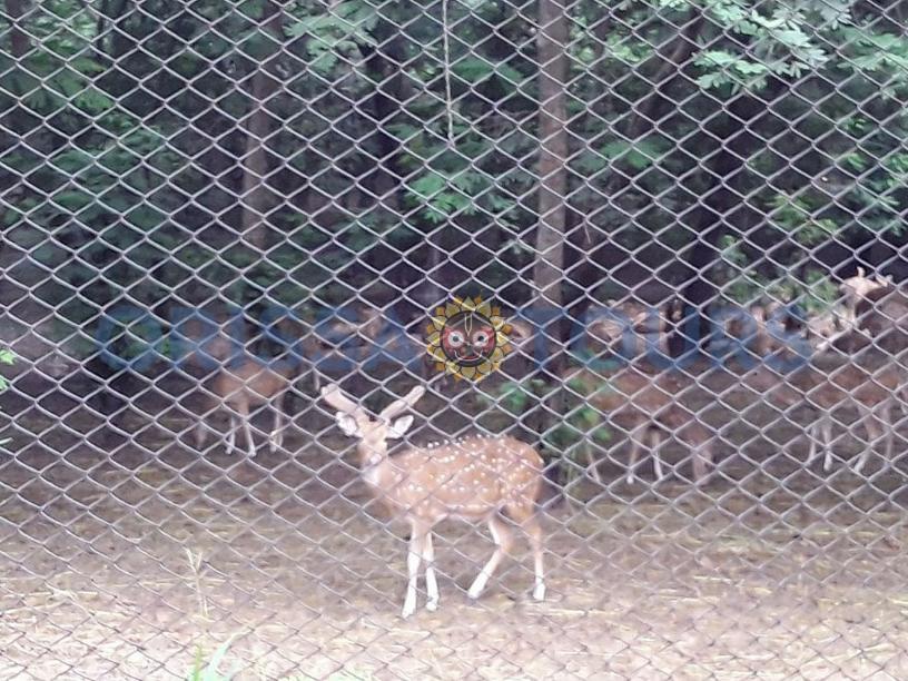 Deer & Zoological Park