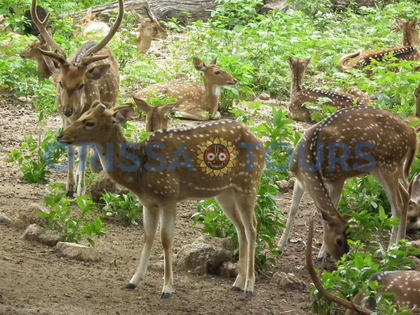 Deer & Zoological Park