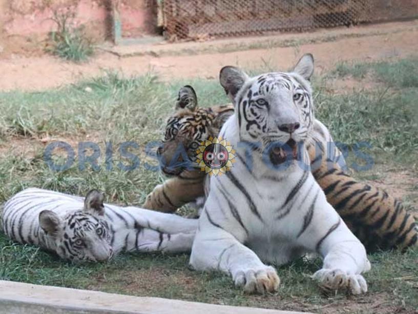 Nandankanan Zoological Park