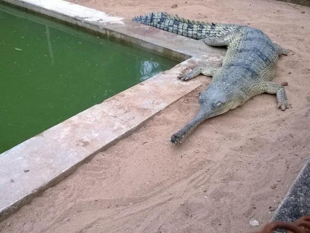 Satkosia wildlife sanctuary