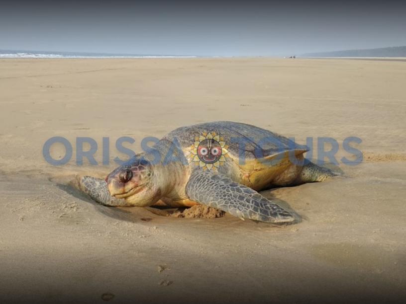 Dagara Sea Beach, Balasore, Odisha