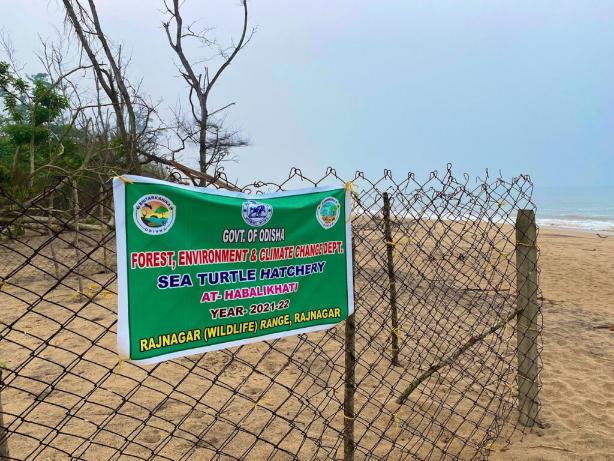 Habalikhati sea beach, nature camp, kendrapara, odisha