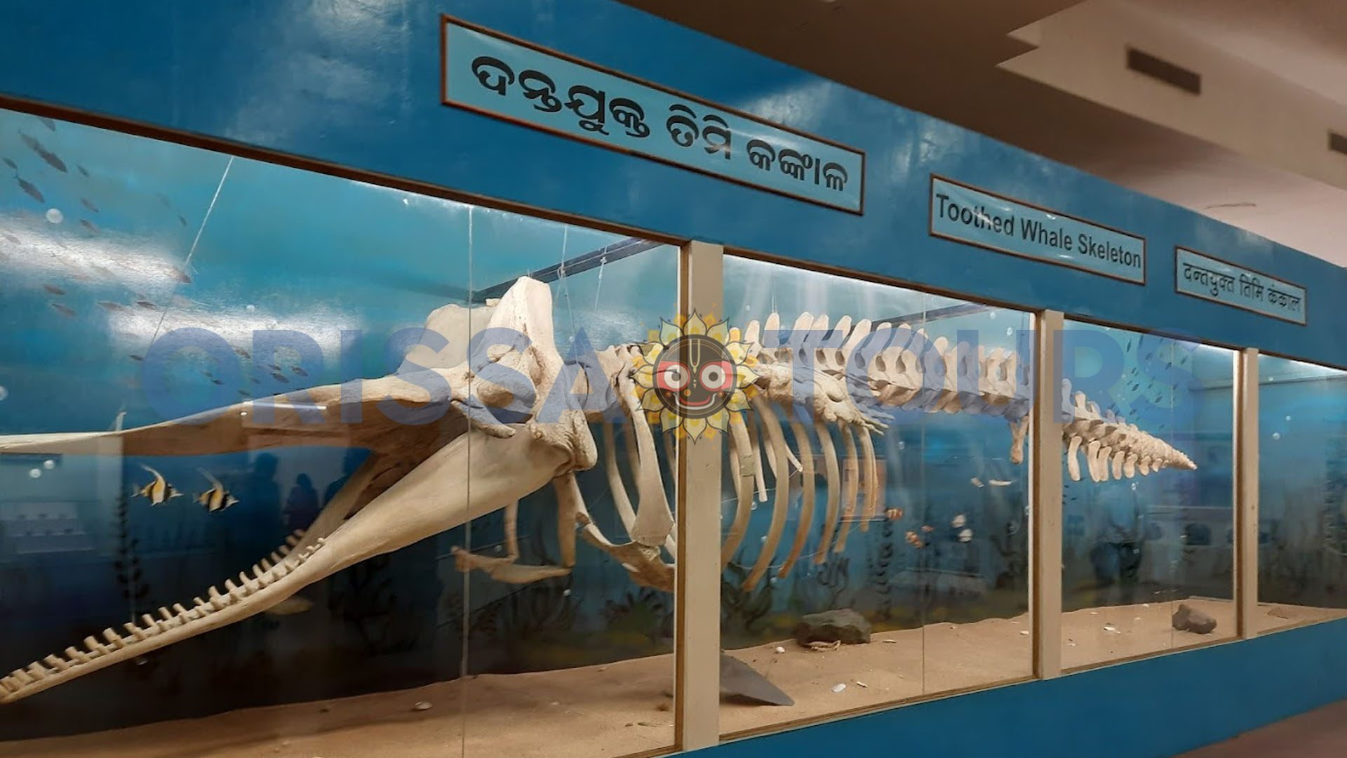 Regional Museum of Natural History, Bhubaneswar, Odisha