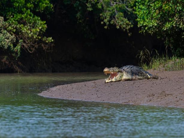 Ramatirtha crocodile project, mayurbhanj, odisha
