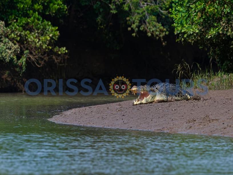 Tikarpada Crocodile Wildlife Sanctuary