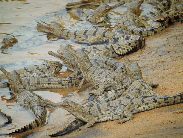 Ramatirtha crocodile project, mayurbhanj, odisha