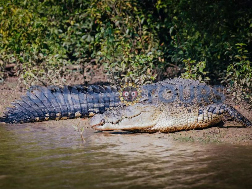 Tikarpada Crocodile Wildlife Sanctuary