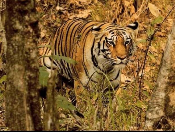 Satkosia Wildlife Sanctuary & Tiger Reserve, Angul, Odisha