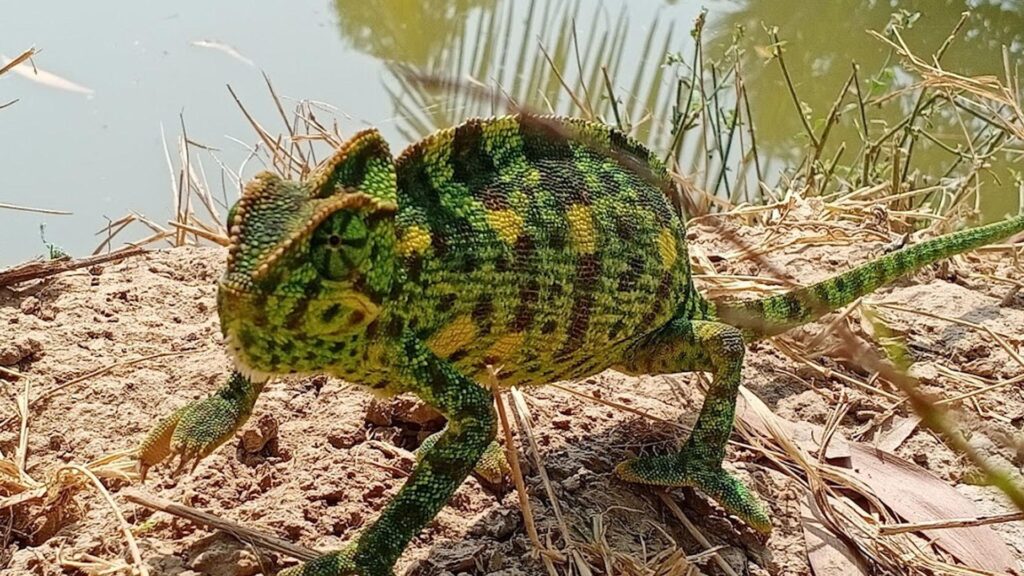 Bhitarkanika nature camp, raj nagar, bhubaneswar, odisha