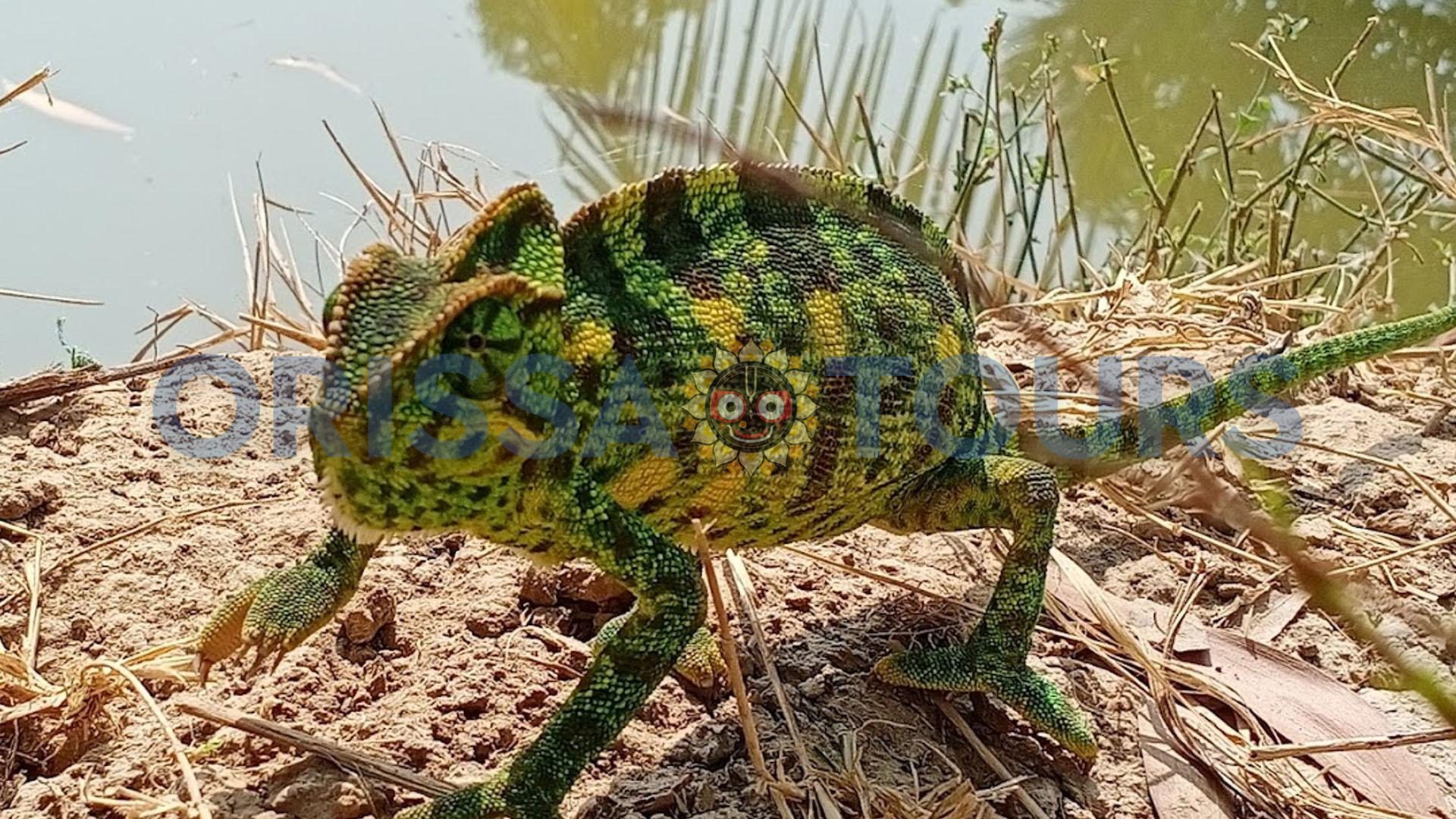 Bhitarkanika Nature Camp, Raj Nagar, Bhubaneswar, Odisha