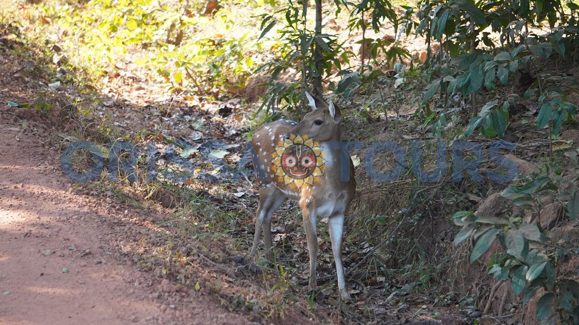 Bharatpur Wildlife Sanctuary, Forest Jungle Safari, Chandaka, Bhubaneswar, Odisha
