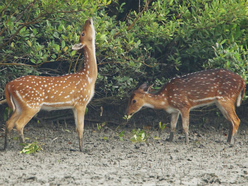 Bhitarkanika national park