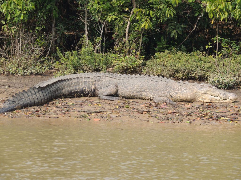 Bhitarkanika national park, kendrapar ,odisha 1 Bhitarkanika national park, kendrapar ,odisha