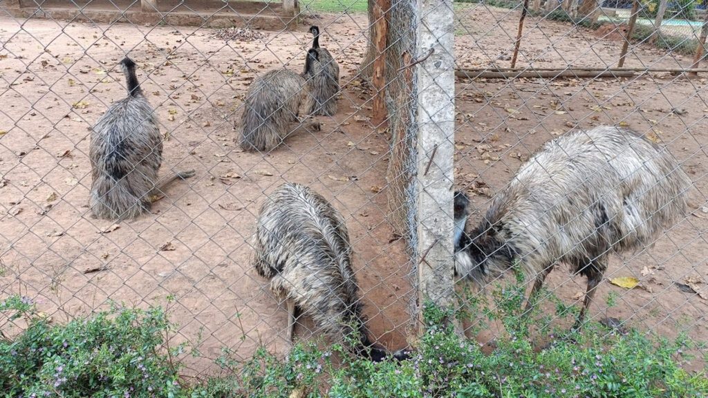 Emu farm sanctuary, kirikuti, daringbadi, kandhamal, odisha