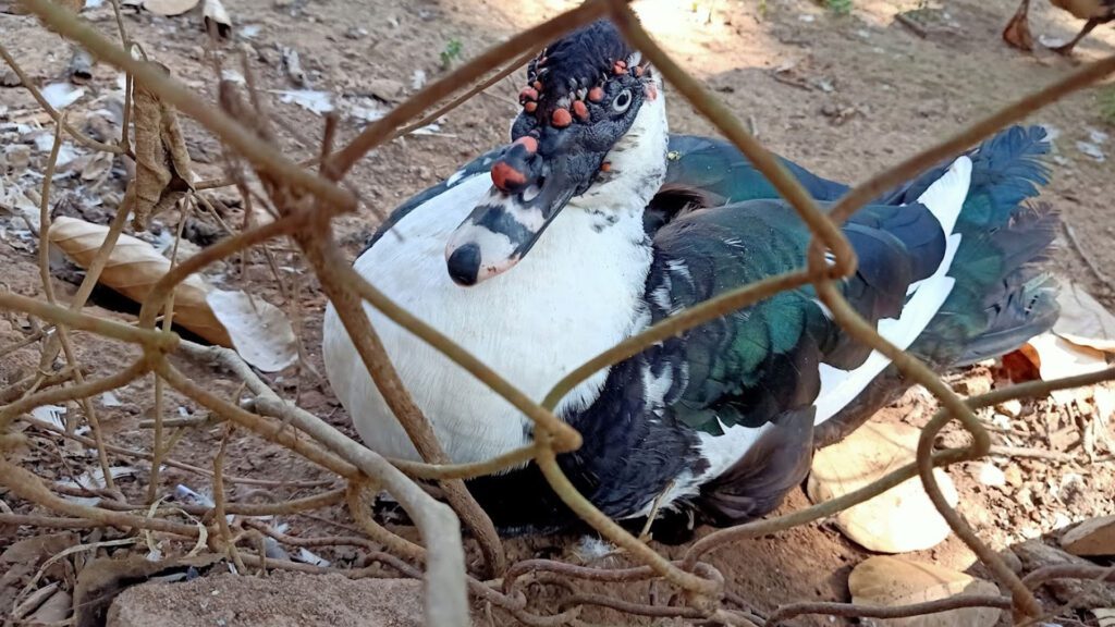 Emu farm sanctuary, kirikuti, daringbadi, kandhamal, odisha