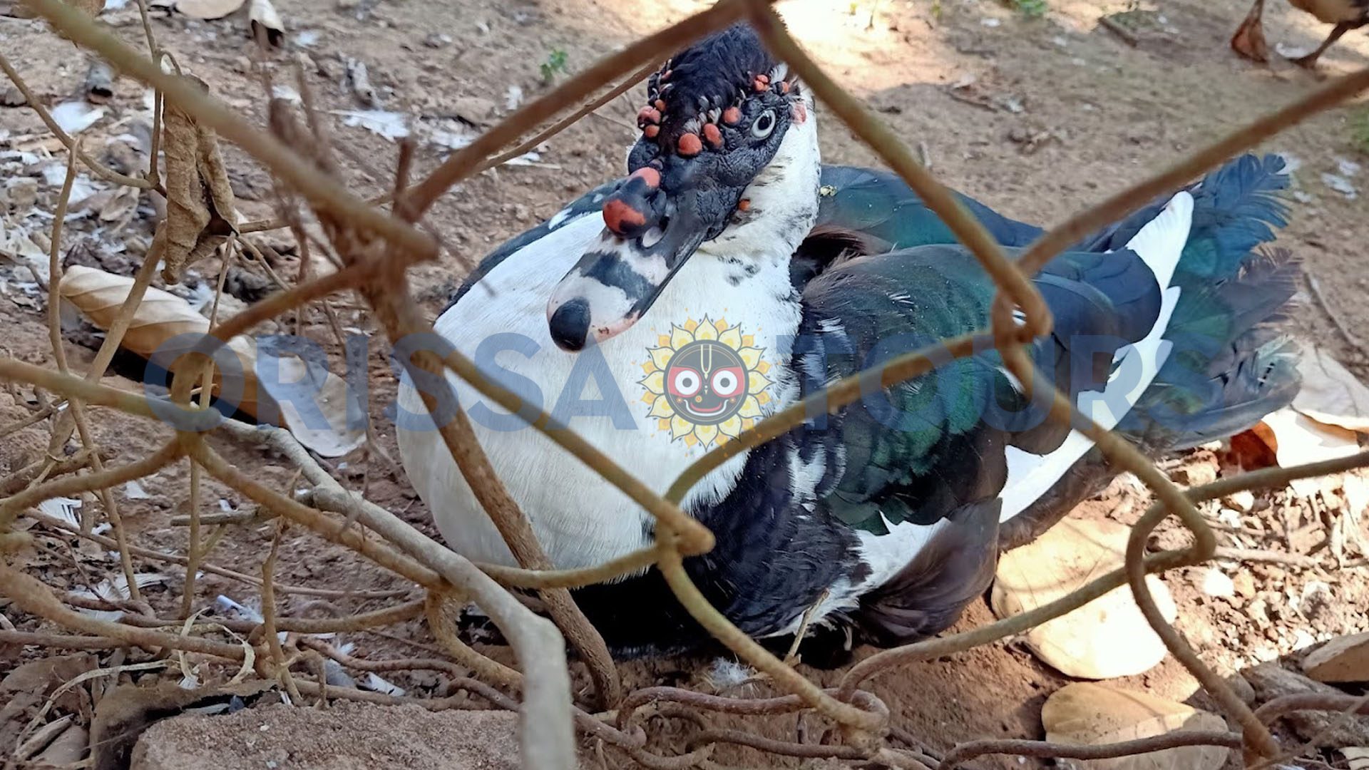 Emu Farm Sanctuary, Kirikuti, Daringbadi, Kandhamal, Odisha