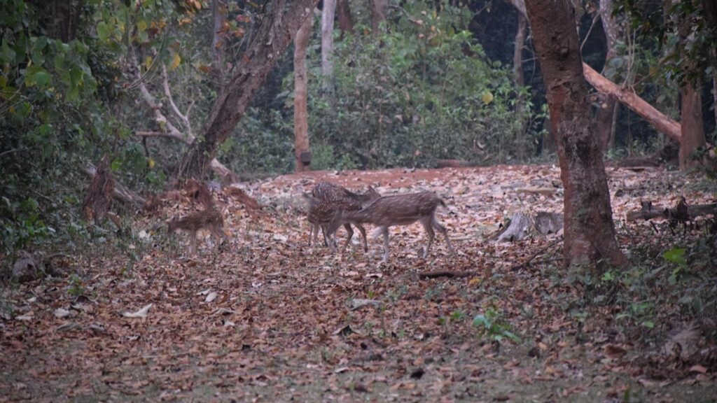 Kuldiha Wildlife Sanctuary, Balasore, Odisha Orissa Tours