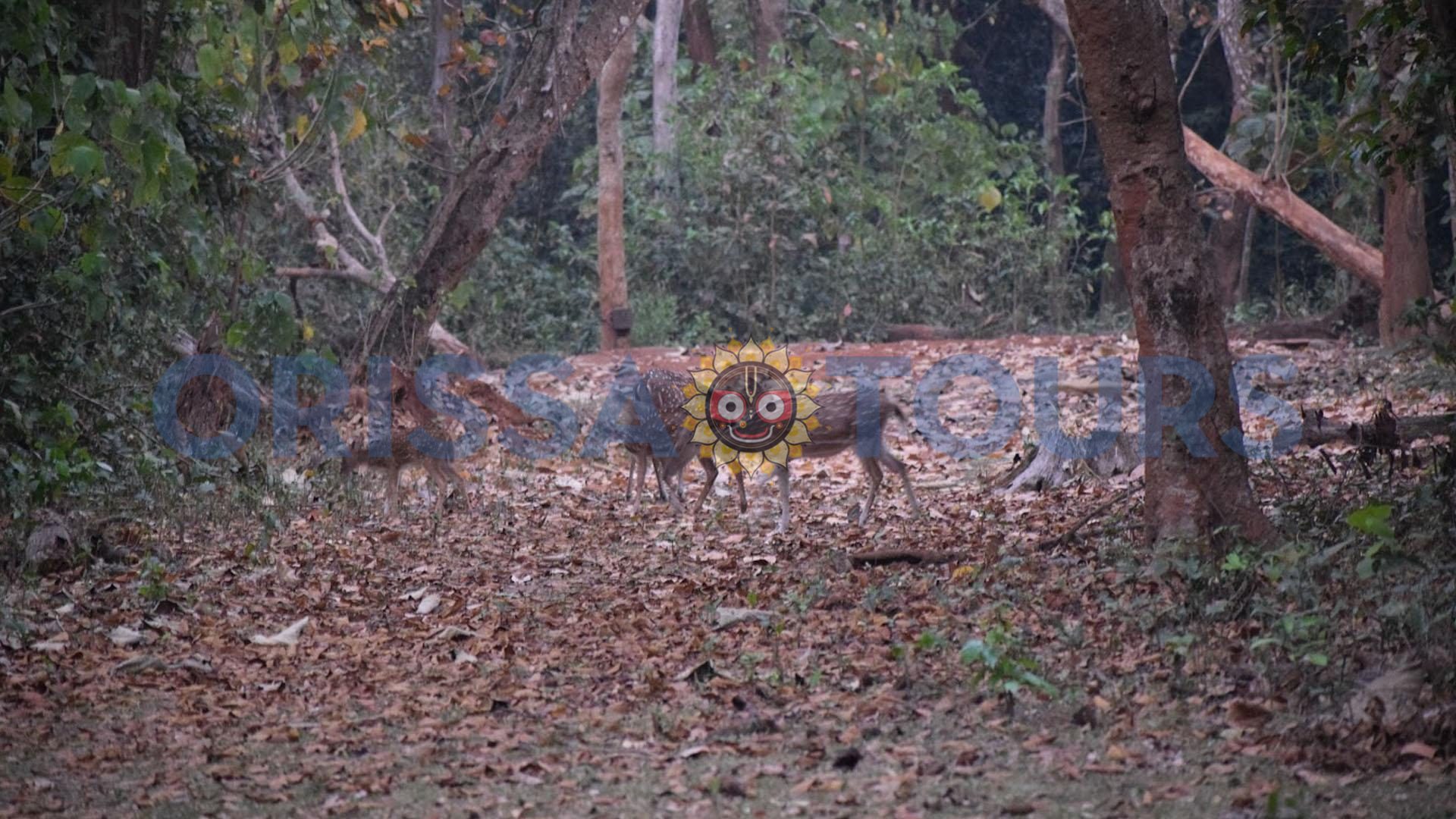 Kuldiha Wildlife Sanctuary, Balasore, Odisha