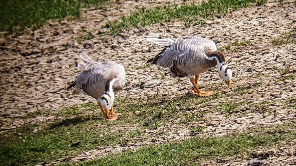 Nalbana Bird Sanctuary, Chilika Lake, Khordha, Odisha
