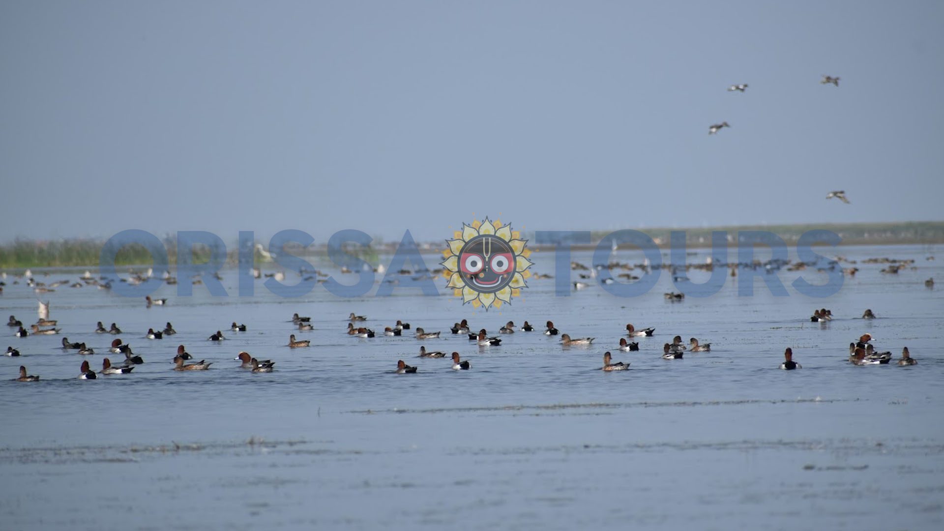 Nalbana Bird Sanctuary, Chilika Lake, Khordha, Odisha