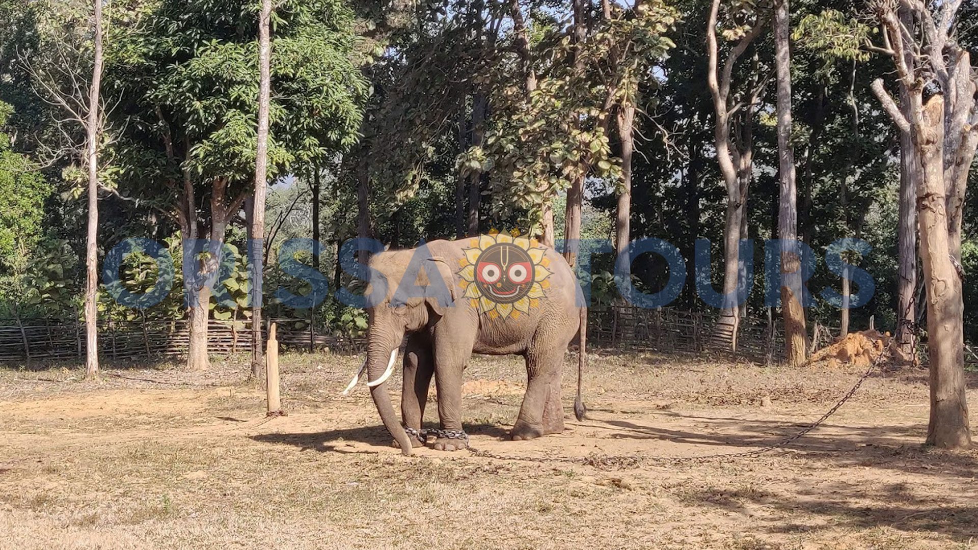 Similipal National Park, Tiger Reserve, Mayurbhanj ,odisha