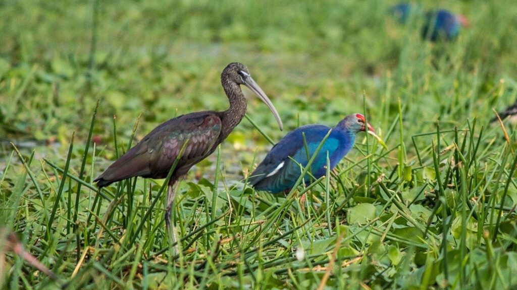 Bagagahan Bird Sanctuary, Bhitarkanika, Kendrapara, Odisha