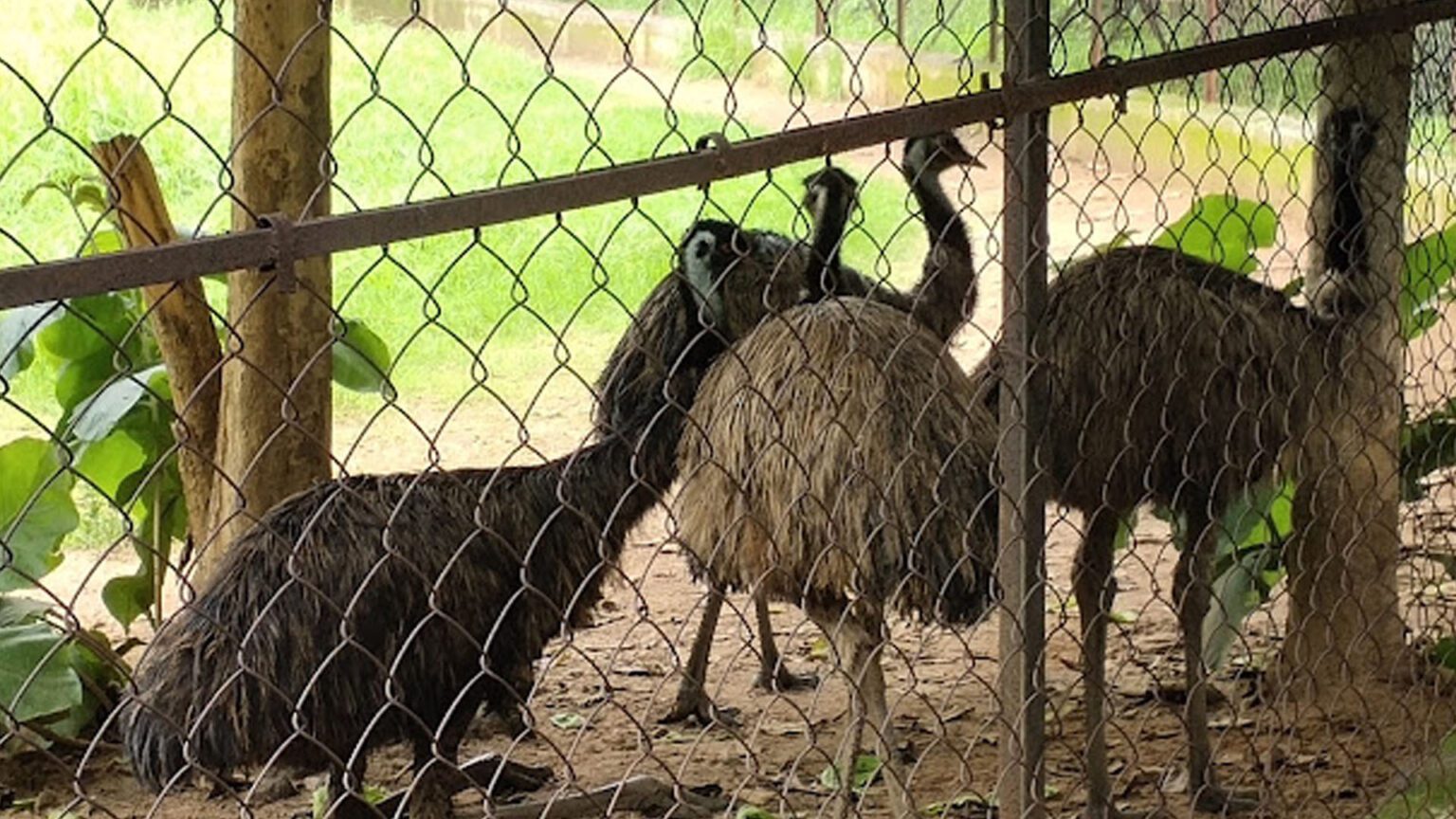 Indira Gandhi Park, Rourkela, Sundargarh, Odisha - Orissa Tours