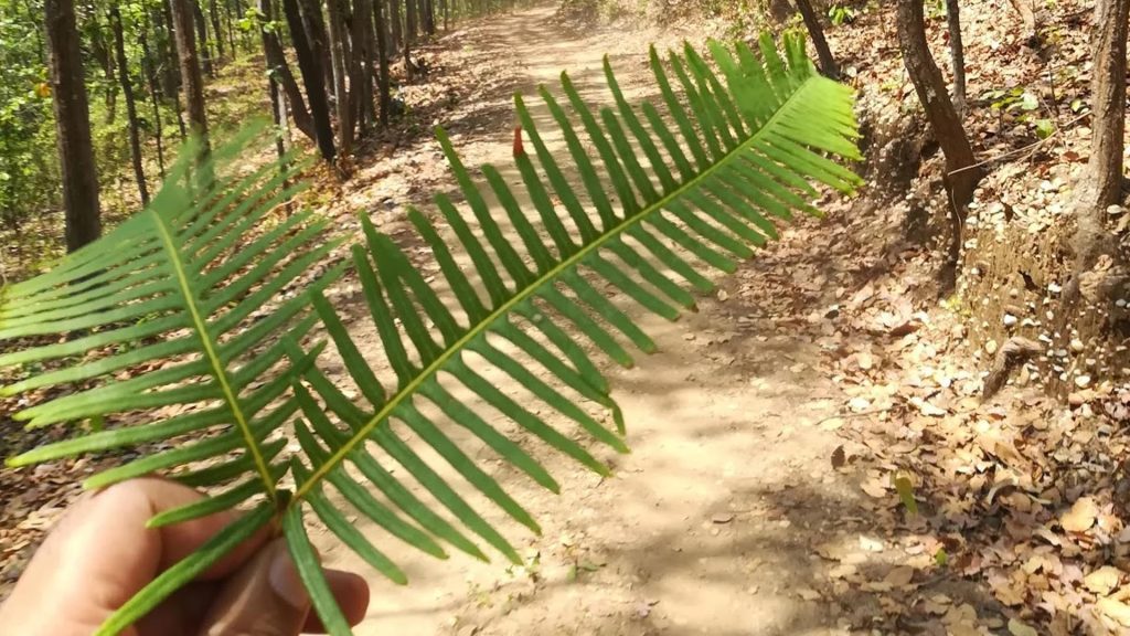 Sureswari waterfall, bampur forest, angul, odisha