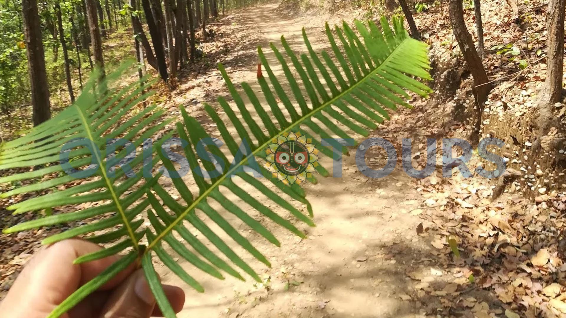 Sureswari Waterfall, Bampur Forest, Angul, Odisha