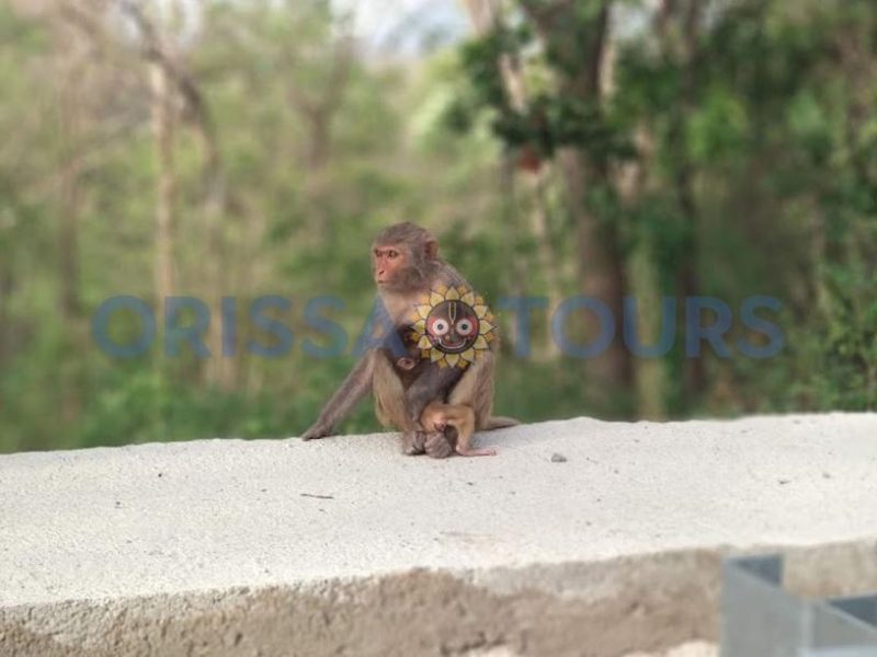 Ambapani Wildlife Sanctuary