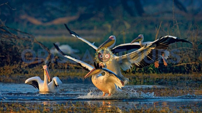 Bagagahan Bird Sanctuary, Bhitarkanika, Kendrapara, Odisha