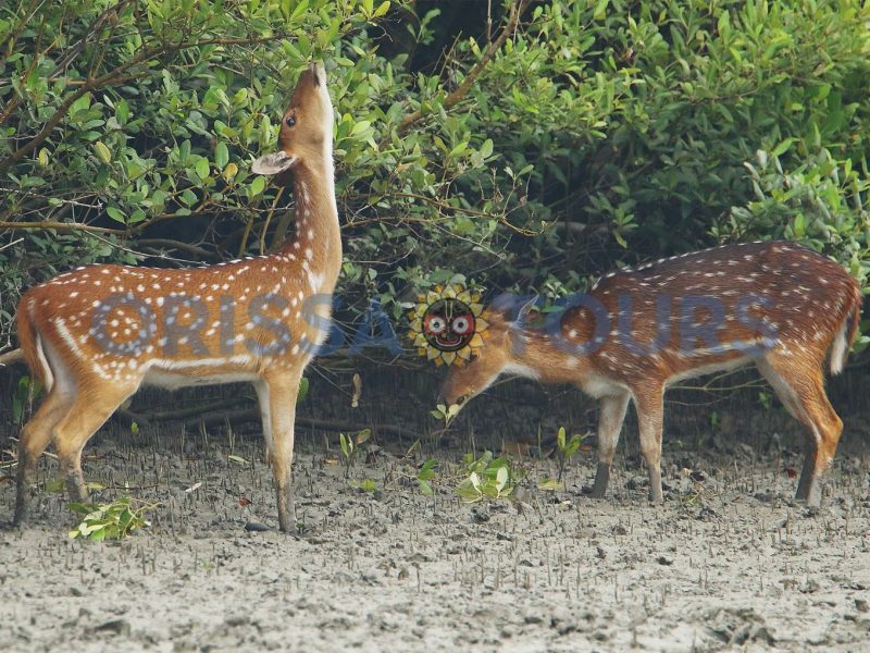Bhitarkanika National Park