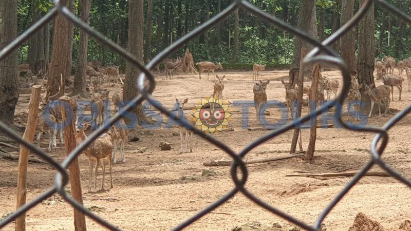 Deer Park, Papadahandi, Nabarangpur, Odisha