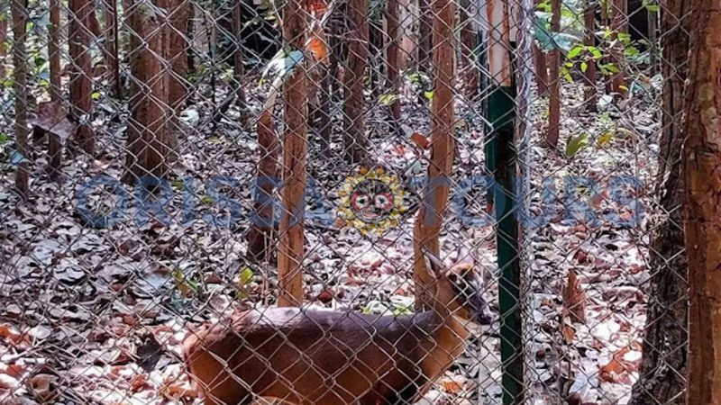 Deer Park, Papadahandi, Nabarangpur, Odisha