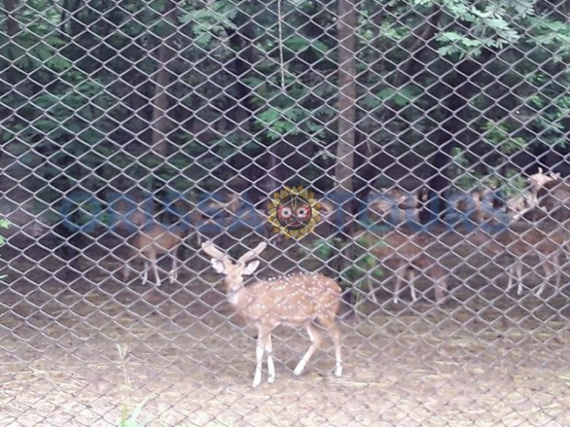 Deer & Zoological Park