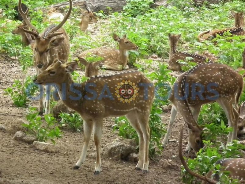Deer & Zoological Park