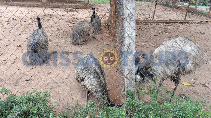 Emu Farm Sanctuary, Kirikuti, Daringbadi, Kandhamal, Odisha