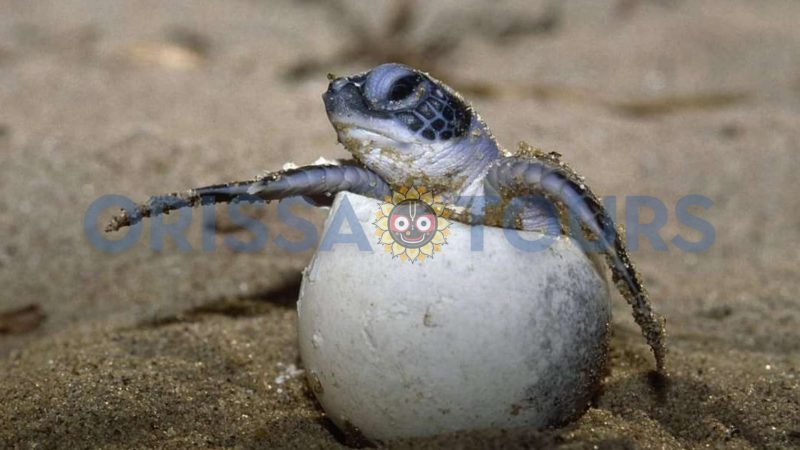 Gahirmatha Marine Turtle Sanctuary, Kendrapara ,odisha