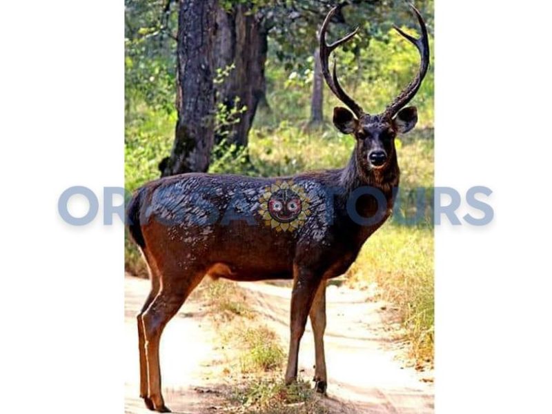 Kotgarh Wildlife Sanctuary