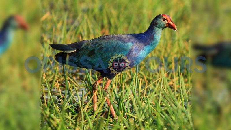 Mangalajodi Bird Sanctuary, Chilika Lake, Khordha, Odisha
