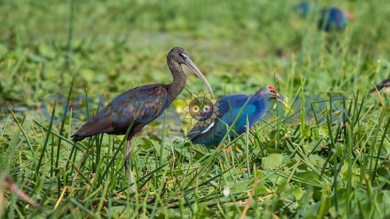 Mangalajodi Bird Sanctuary, Chilika Lake, Khordha, Odisha