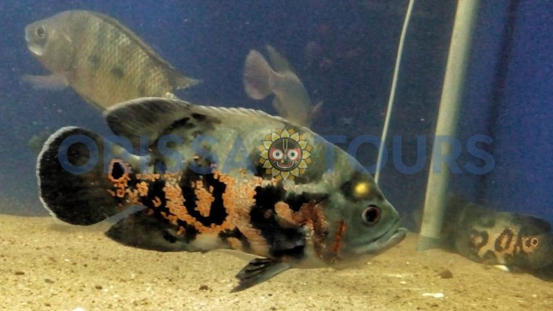 Marine Aquarium, Paradeep Beach, Jagatsinghpur, Odisha