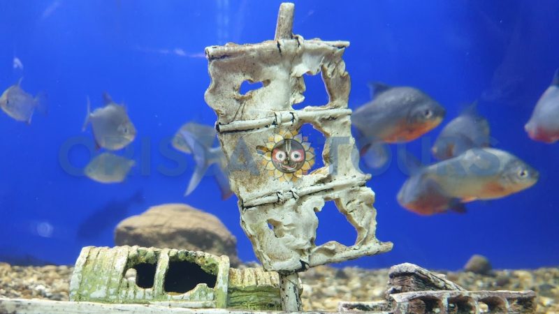 Marine Aquarium, Paradeep Beach, Jagatsinghpur, Odisha