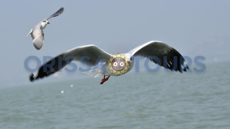 Nalbana Bird Sanctuary, Chilika Lake, Khordha, Odisha