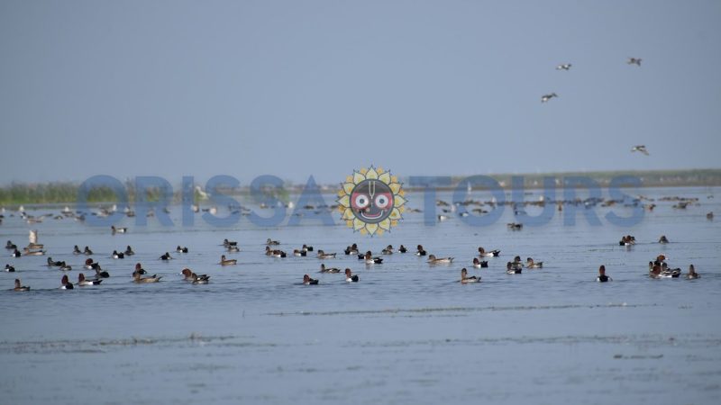 Nalbana Bird Sanctuary, Chilika Lake, Khordha, Odisha