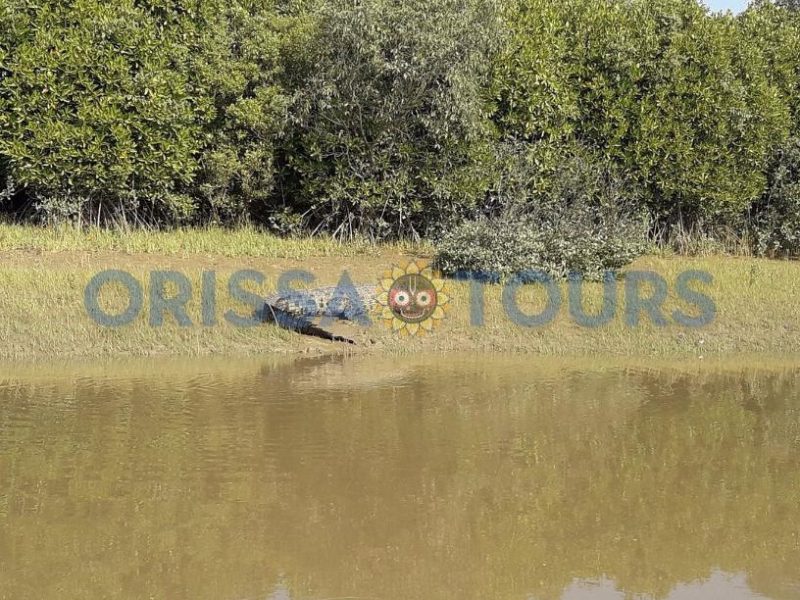 Orissa-Wildlife-Sanctuaries_0000s_0002_Layer 4