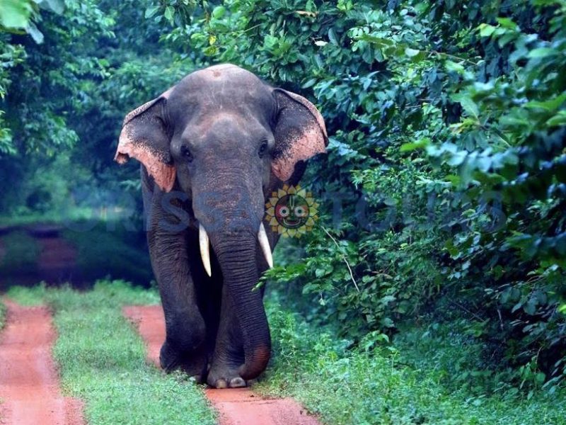 Dampara Elephant Wildlife Sanctuary, Chandaka, Khordha, Odisha