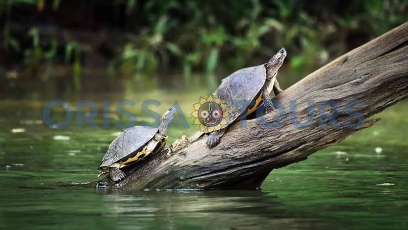 Satkosia Nature Camp, Tikarpada, Bhubaneswar, Odisha