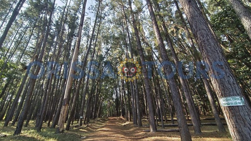 Similipal Nature Camps, Similipal Wildlife, Similipal, Odisha